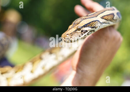 Tête de python réticulé dans les mains de l'homme Banque D'Images