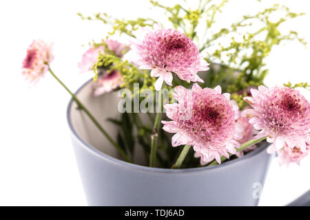 marguerites Banque D'Images