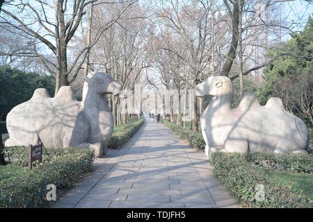 Le paysage ensoleillé de Ming Xiaoling Shichi Road à Nanjing, brille le matin de l'hiver au chaud soleil. Banque D'Images