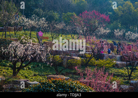 De beaux paysages de Wuxi garden Banque D'Images