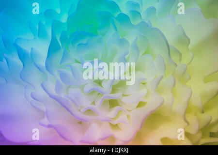 Belle fleur multicolore en matière synthétique Banque D'Images