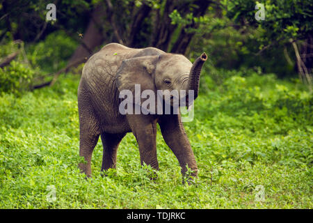 L'Afrique, Zimbabwe, manaturals, les parcs nationaux, les animaux, les éléphants, les bébés éléphants, troupeaux d'éléphants, nature, primitifs, des zones protégées Banque D'Images