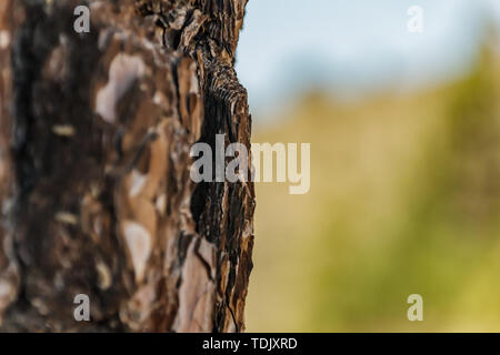 De près de l'écorce de pin canarien ancienne, également connu sous le nom de Pinus canariensis, de plus en plus endémique à haute altitude près de volcan Teide. Focuse Macro, bl Banque D'Images