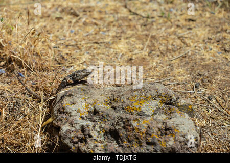 Close up. Lizard basking sur un caillou. Parc National du Teide, Tenerife, Canaries. Banque D'Images