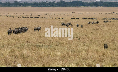 Lignes de gnous à pied vers la rivière mara sur leur migration annuelle dans le Masai Mara, Kenya Banque D'Images