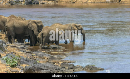 Prise de vue au grand angle d'un troupeau d'éléphants de l'eau potable dans la rivière Mara Masai Mara game reserve, Kenya Banque D'Images