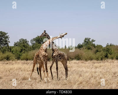 Aperçu de l'ensemble des girafes mâles gorges dans les masais Mara, Kenya Banque D'Images
