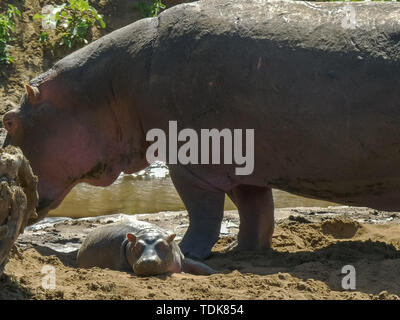 Un bébé hippopotame portant sur une plage de la rivière Mara dans le Masai Mara national park, Kenya Banque D'Images