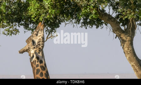 Close up d'une girafe en utilisant sa langue pour se nourrir dans le Masai Mara, Kenya Banque D'Images