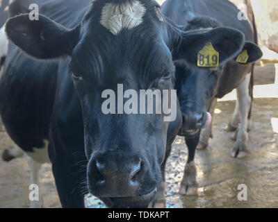 Extreme close up de la face d'une vache à une ferme laitière sur la Great Ocean Road, Victoria, Australie Banque D'Images