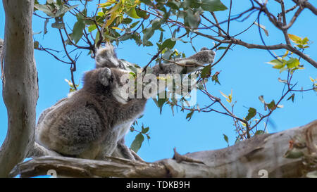 Maman koala avec un bébé sur son dos se nourrissent ensemble à Cape Otway sur la Great Ocean Road, Victoria Banque D'Images
