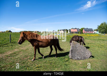 Reykjavik, Islande. 12 Juin, 2019. Les chevaux dans un enclos dans l'Árbaejarsafn musée en plein air. Árbaejarsafn est le plus grand musée en plein air d'Islande. Crédit : Bernd von Jutrczenka/dpa/Alamy Live News Banque D'Images