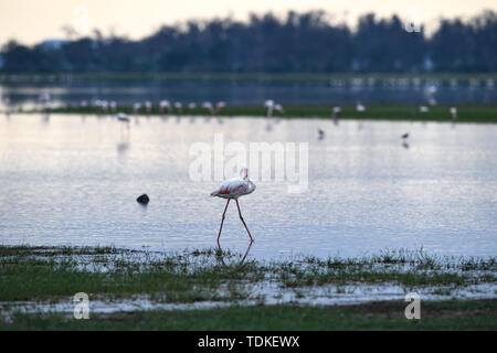 Nairobi, Kenya. 16 Juin, 2019. Flamants Roses recherche de nourriture dans le Parc national Amboseli, au Kenya, le 16 juin 2019. Crédit : Li Yan/Xinhua/Alamy Live News Banque D'Images