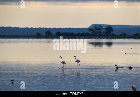 Nairobi, Kenya. 16 Juin, 2019. Flamants Roses recherche de nourriture dans le Parc national Amboseli, au Kenya, le 16 juin 2019. Crédit : Li Yan/Xinhua/Alamy Live News Banque D'Images