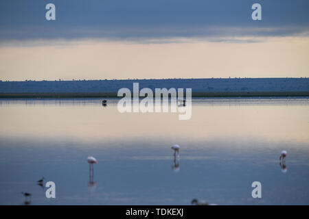 Nairobi, Kenya. 16 Juin, 2019. Les gnous et flamants sont vus dans le Parc national Amboseli, au Kenya, le 16 juin 2019. Crédit : Li Yan/Xinhua/Alamy Live News Banque D'Images