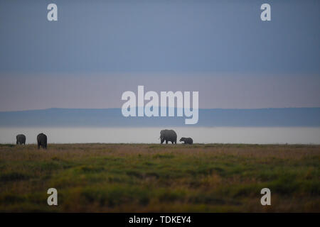 Nairobi, Kenya. 16 Juin, 2019. Les éléphants à la recherche de nourriture dans le Parc national Amboseli, au Kenya, le 16 juin 2019. Crédit : Li Yan/Xinhua/Alamy Live News Banque D'Images