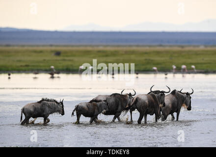 Nairobi, Kenya. 16 Juin, 2019. Un troupeau de gnous sont vus dans le Parc national Amboseli, au Kenya, le 16 juin 2019. Crédit : Li Yan/Xinhua/Alamy Live News Banque D'Images