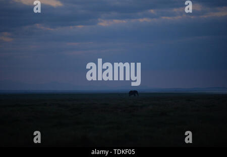 Nairobi, Kenya. 16 Juin, 2019. Un éléphant cherche de la nourriture dans le Parc national Amboseli, au Kenya, le 16 juin 2019. Crédit : Li Yan/Xinhua/Alamy Live News Banque D'Images