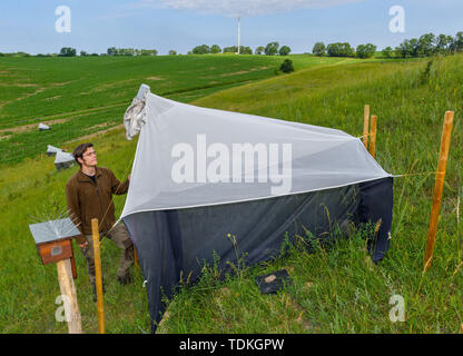 17 juin 2019, le Brandebourg, Strützkow : Tim Bornholdt, expert de la protection des espèces et la gestion du gibier dans le Parc National de la vallée de l'Oder, se situe à un insecte piège. Afin d'obtenir des données fiables et des faits sur la mortalité des insectes, il y a deux projets de recherche à l'échelle nationale. La partie inférieure du Parc National de la vallée de l'Oder est important pour les deux. Photo : Patrick Pleul/dpa-Zentralbild/ZB Banque D'Images