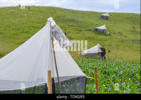 17 juin 2019, le Brandebourg, Strützkow : Tim Bornholdt, expert de la protection des espèces et la gestion du gibier dans le Parc National de la vallée de l'Oder, se situe à un insecte piège. Afin d'obtenir des données fiables et des faits sur la mortalité des insectes, il y a deux projets de recherche à l'échelle nationale. La partie inférieure du Parc National de la vallée de l'Oder est important pour les deux. Photo : Patrick Pleul/dpa-Zentralbild/dpa Banque D'Images