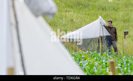 17 juin 2019, le Brandebourg, Strützkow : Tim Bornholdt, expert de la protection des espèces et la gestion du gibier dans le Parc National de la vallée de l'Oder, se situe à un insecte piège. Afin d'obtenir des données fiables et des faits sur la mortalité des insectes, il y a deux projets de recherche à l'échelle nationale. La partie inférieure du Parc National de la vallée de l'Oder est important pour les deux. Photo : Patrick Pleul/dpa-Zentralbild/dpa Banque D'Images