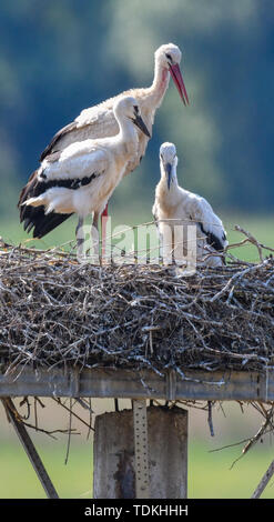 17 juin 2019, le Brandebourg, Strützkow : une cigogne blanche (Ciconia ciconia) se distingue avec deux jeunes animaux dans un nid dans le centre du village de Stützkow dans le Parc National de la vallée de l'Oder. Photo : Patrick Pleul/dpa-Zentralbild/ZB Banque D'Images