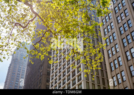 Le centre-ville de Manhattan, New York, printemps. Gratte-ciel et feuilles fraîches tree branch against clear blue sky background, low angle view Banque D'Images