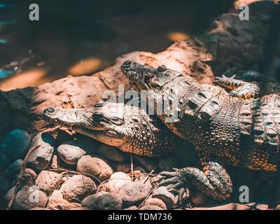 Petits alligators reposant l'un sur l'autre Banque D'Images