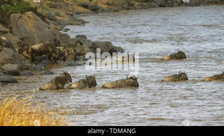 Gnous traversant la rivière mara sur leur migration annuelle Banque D'Images