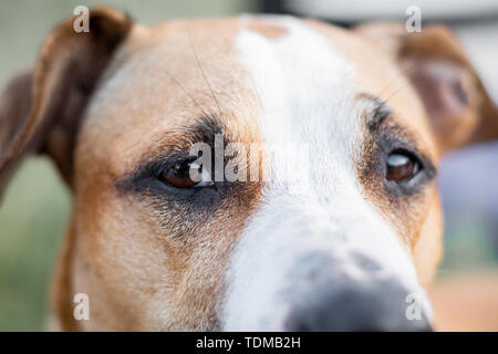 Close-up portrait of a dog, a porté sur les yeux. Macro-vision des yeux du chien à l'extérieur dans des conditions naturelles, faible profondeur de champ Banque D'Images