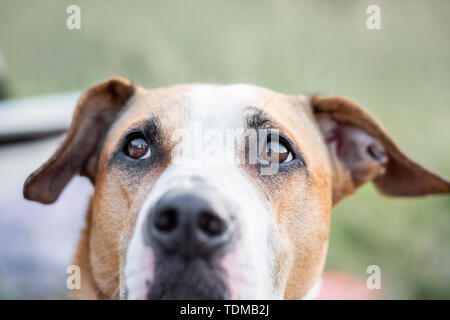 Close-up portrait of a dog looking up, concentré sur les yeux. Macro-vision des yeux du chien à l'extérieur dans des conditions naturelles, faible profondeur de champ Banque D'Images