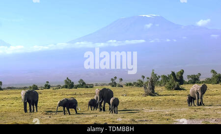 Les éléphants à pied vers l'appareil photo avec le mont Kilimandjaro en arrière-plan Banque D'Images