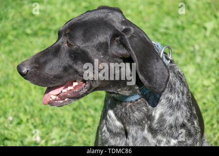 Demi-sang norvégien close up. Sports norvégien mestizo. Cross-breed pointeur, kurzhaar et Greyhound. Chien de Traîneau. Animaux de compagnie. Banque D'Images