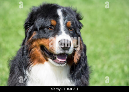 Mignon chiot close up. Berner sennenhund bouvier bernois chien ou bovins. Animaux de compagnie. Banque D'Images