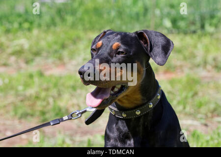 Mignon chiot pinscher allemand close up. Animaux de compagnie. Chien de race pure. Banque D'Images