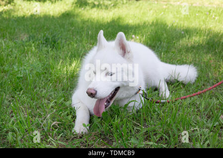 White siberian husky aux yeux bleus est allongé sur une herbe verte dans le parc. Animaux de compagnie. Chien de race pure. Banque D'Images