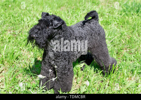 Irish terrier bleu est debout sur une herbe verte dans le parc. Animaux de compagnie. Chien de race pure. Banque D'Images