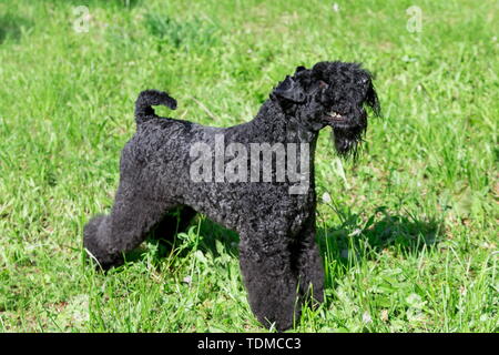 Cute terrier kerry blue est debout sur une herbe verte dans le parc. Animaux de compagnie. Chien de race pure. Banque D'Images