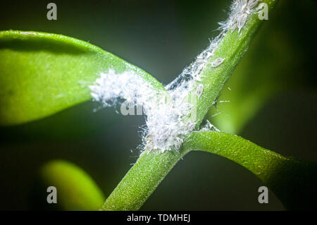 Le puceron lanigère (sous-famille : Eriosomatinae) sur une rose, bourgeon (Heartleaf iceplant cordifolia) plante succulente. Le puceron lanigère (sous-famille : Eriosomatinae) sont su Banque D'Images