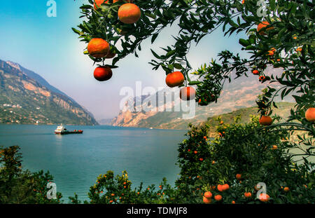 L'orange et orange rouge reflète la Xiaojiang River. Chaque fin d'automne et d'hiver, les oranges des Xilingxia des Trois Gorges sont jaunes et les oranges sont en rouge, faisant de la majestueuse rivière Xiaojiang particulièrement belle. Banque D'Images