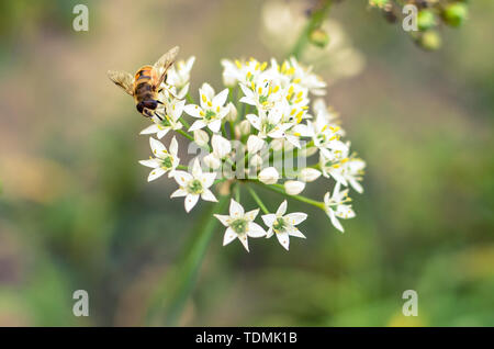 Les petites abeilles sauvages sur la floraison l'ail sauvage Allium ursinum closeup Banque D'Images