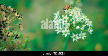 Les petites abeilles sauvages sur la floraison l'ail sauvage Allium ursinum closeup Banque D'Images