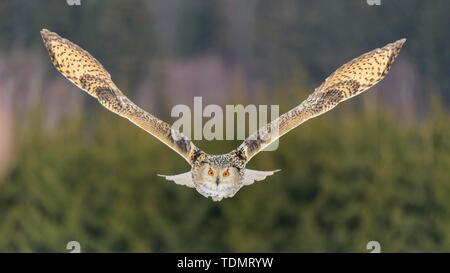 Aigle de Sibérie (Owl Bubo bubo sibiricus), femelle adulte en vol, captive, Bohemia, République Tchèque Banque D'Images