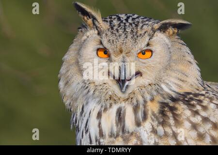 Aigle de Sibérie (Owl Bubo bubo sibiricus), appelant des femelles adultes, des animaux en captivité, portrait, Bohemia, République Tchèque Banque D'Images