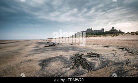 Tha'ancienne forteresse du Château de Bamburgh permanent au-dessus des dunes de sable derrière la plage de Bamburgh Northumberland en Angleterre, avec des algues dans l'avant-plan Banque D'Images