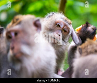 Macaque à Forêt des Singes d'Ubud à Bali, Indonésie. L'un d'entre eux à la direction de l'appareil photo. Banque D'Images