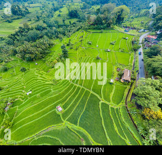 De haut en bas Vue aérienne de rizières en terrasse de Bali, Indonésie Banque D'Images