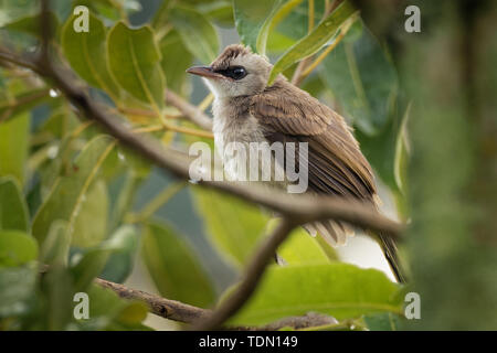 Évent jaune Bulbul goiavier - Pycnonotus ou ventilé jaune de l'Est, membre du bulbul bulbul famille de passereaux, résident dans le sud-est de l'obtenteur Banque D'Images