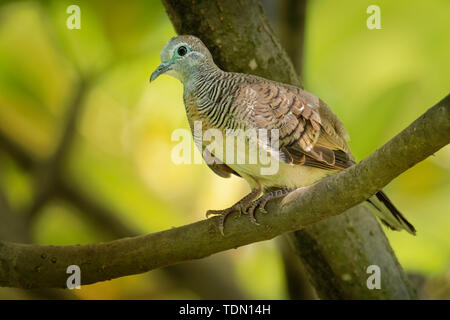 Geopelia striata Zebra Dove - également connu sous le nom de la colombe au sol, est un oiseau de la famille des Columbidés, Dove, originaire d'Asie du Sud-Est. Beau vert fo Banque D'Images