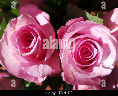 Close up image de deux roses Banque D'Images